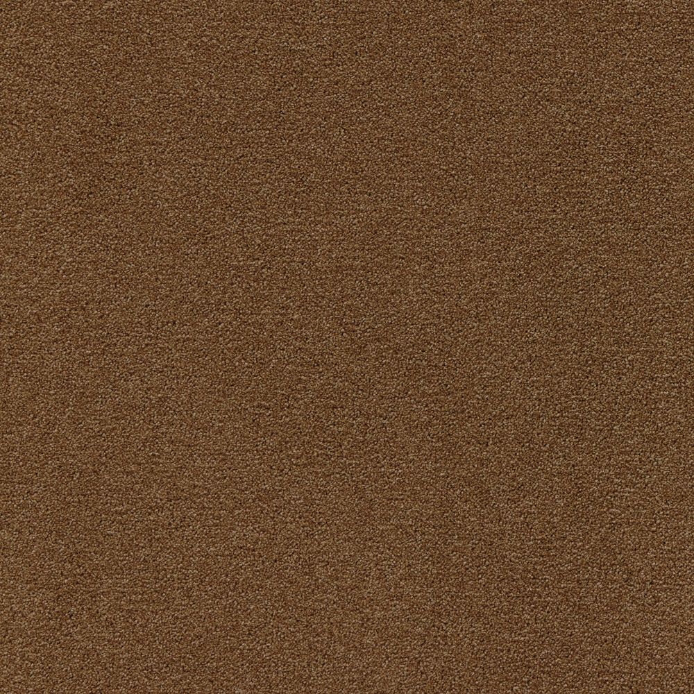 arabica buzzing brew